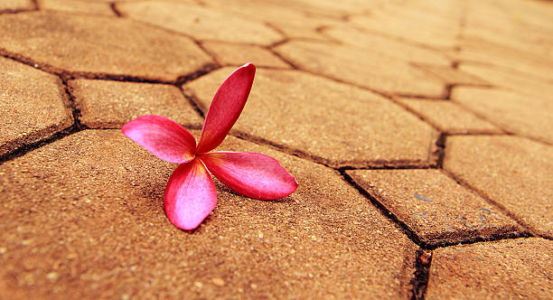 pink Frangipani flower stock photo