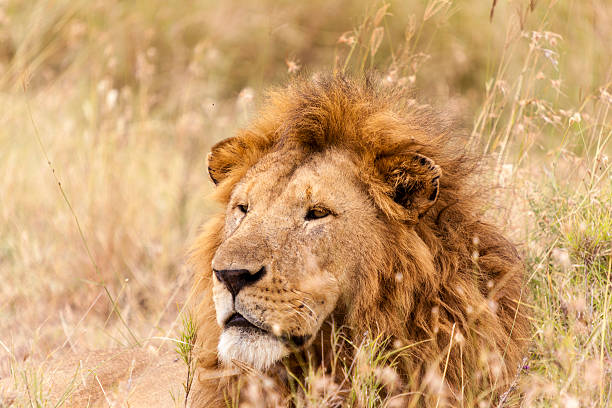 istock Portrait Of A Lion 498399084