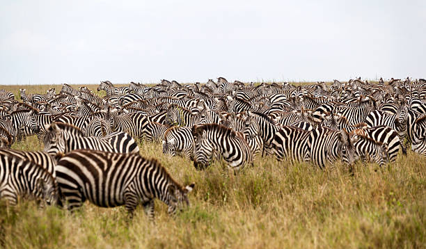 Herd Of Grazing Zebras stock photo
