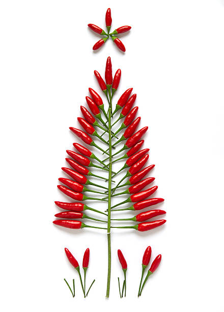 Christmas tree made of bird's eye chili fruits isolated over white. (Capsicum frutescens aka Capsicum annuum).