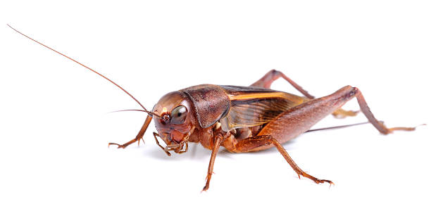 istock black cricket isolated on white background 498399547