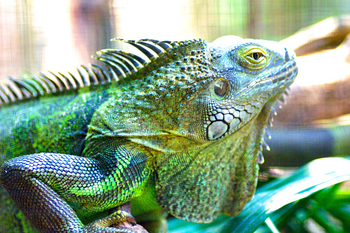 Iguana in Chiangmai Zoo Thailand.