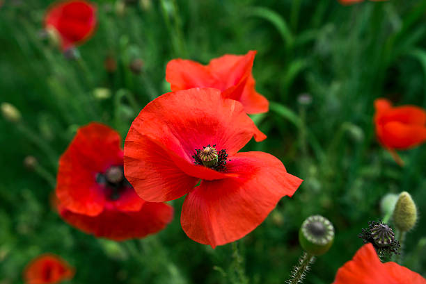 istock Red poppy and green grass 498399789