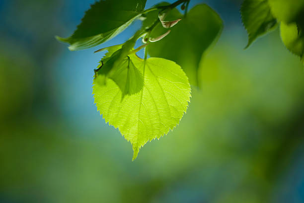 istock Young green leaves on natural background in spring time 498399865