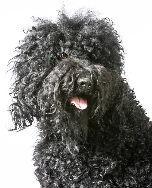 istock barbet portrait 498399977