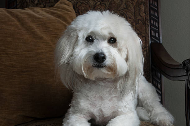 istock Small White Dog on Chair 498400022