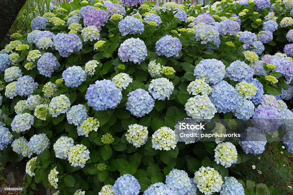 Hydrangea 2015 Stock Photo