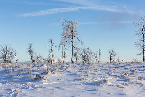 A vast, open snowy field shrouded in dense fog, creating a minimalist winter landscape. Sparse vegetation peeks through the snow, adding subtle texture to the serene and isolated scene.