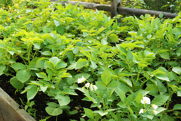 Potato Plants stock photo