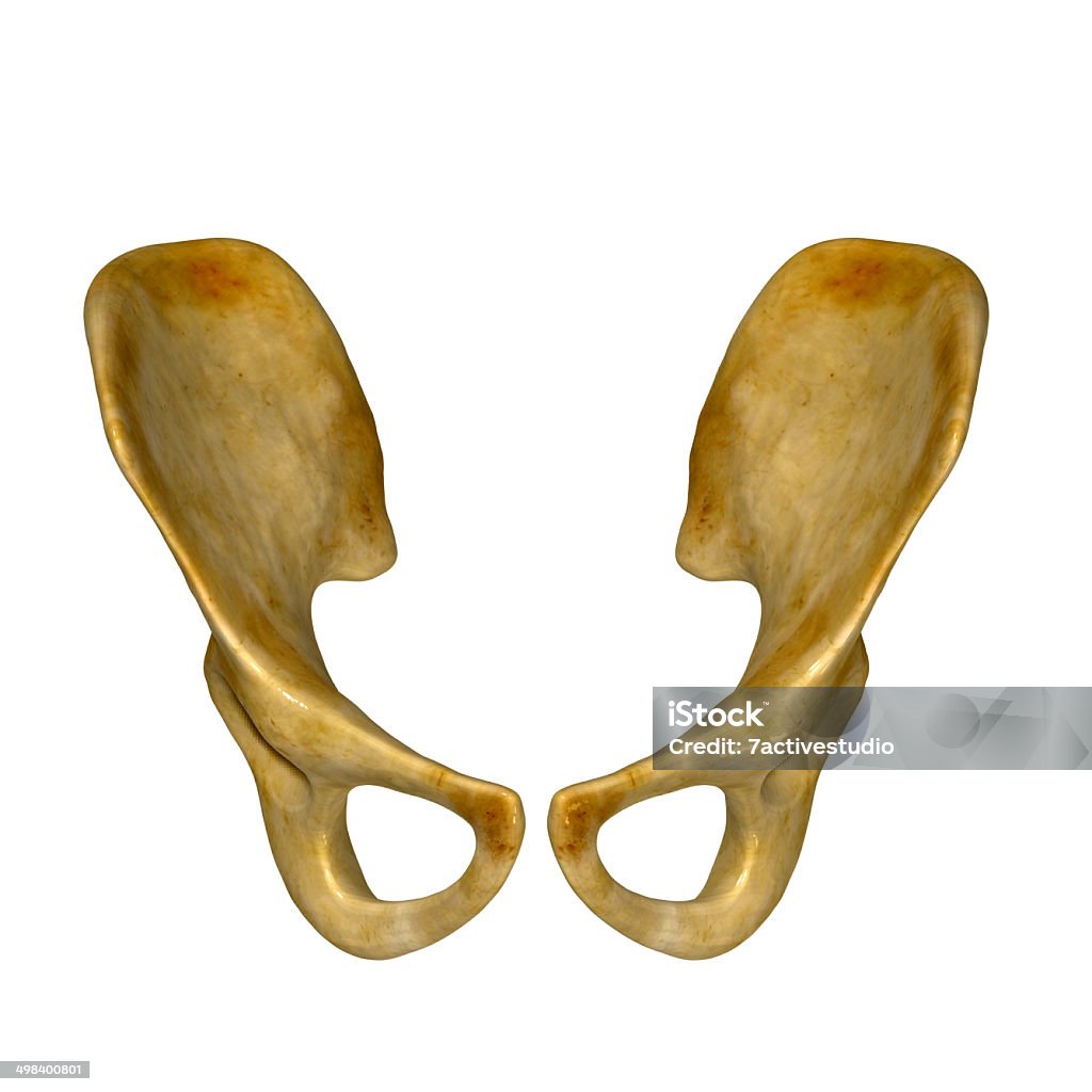 Boden (hip) Hüftgürtel, - Lizenzfrei Anatomie Stock-Foto