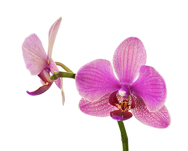 istock Very rare purple orchid isolated on white background. 498401257
