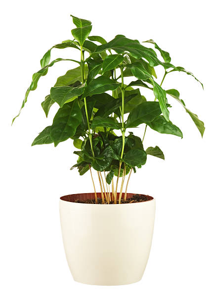 istock Coffee tree (Arabica Plant) in flower pot isolated 498401279