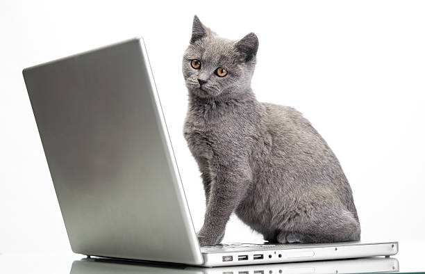 Filhote de Gato e um computador portátil - fotografia de stock