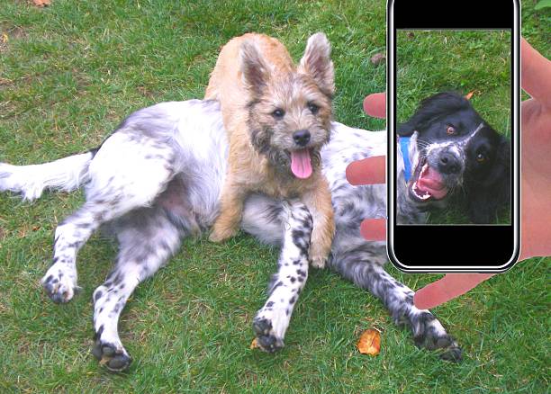 istock selfie springer spaniel and cairn terrier dogs playing 498401446