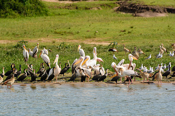 Pelicans and Cormorants on a River Shore Pelicans and Cormorants on the Kazinga Channel in Uganda phalacrocorax africanus stock pictures, royalty-free photos & images