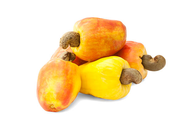 istock Brazilian Caju Cashew Fruit 498401937