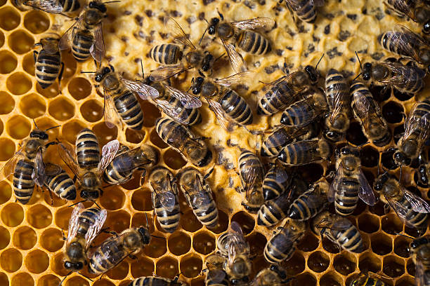istock Macro shot of bees swarming on a honeycomb 498401975