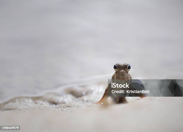 Mudskipper Fish Out Of Water Stock Photo - Download Image Now - Mudskipper, Malaysia, Animal