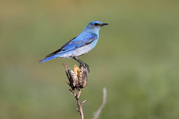 istock Mountain Bluebird Sialia currucoides) 498402009
