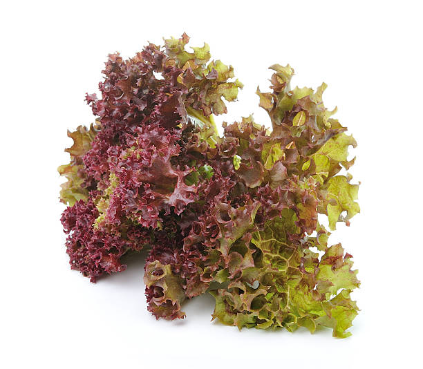 istock lettuce leaves isolated on white background 498402187