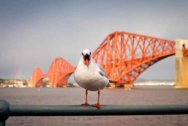 istock Firth of Forth Rail Bridge with seagul 498402370