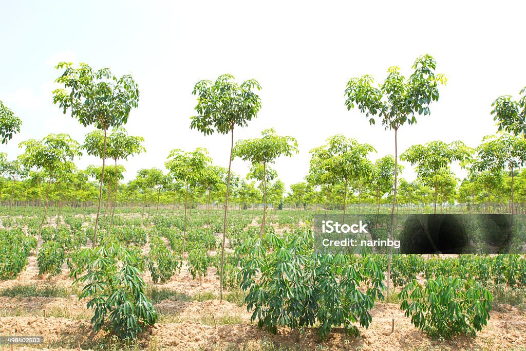 Farm Joint plantation between rubber and cassava Agroforestry Stock Photo