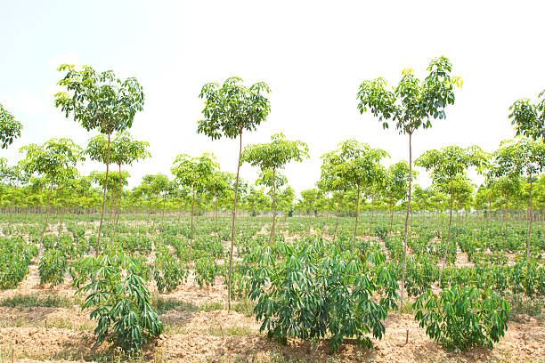 Farm Joint plantation between rubber and cassava agroforestry stock pictures, royalty-free photos & images