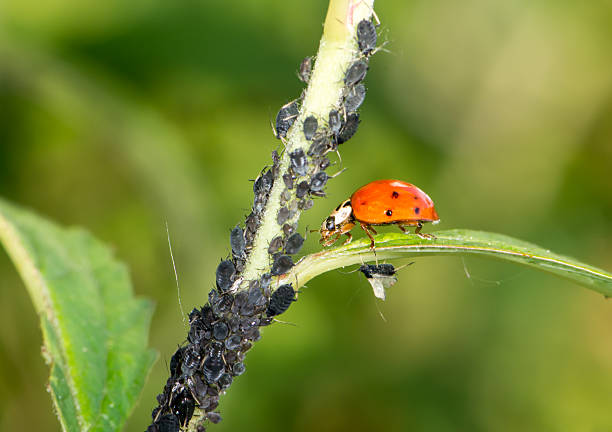 Biological Pest Control Biological pest control - ladybug eating lice aphid stock pictures, royalty-free photos & images