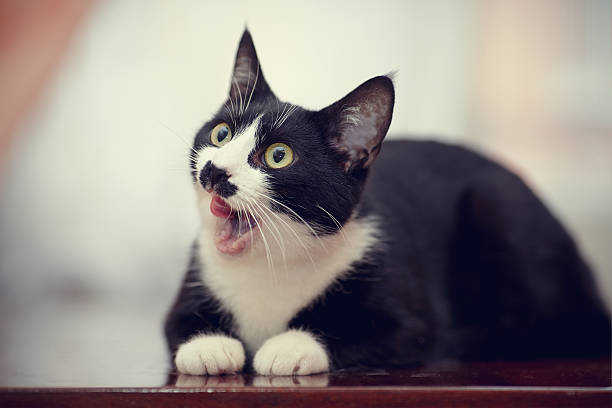 istock The black and white domestic cat licks lips. 498402768