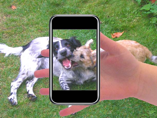 istock selfie cairn terrier and springer spaniel dogs playing 498403074