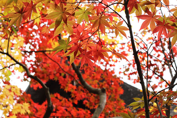 istock Autumnal leaves the autumn leaves 498403372