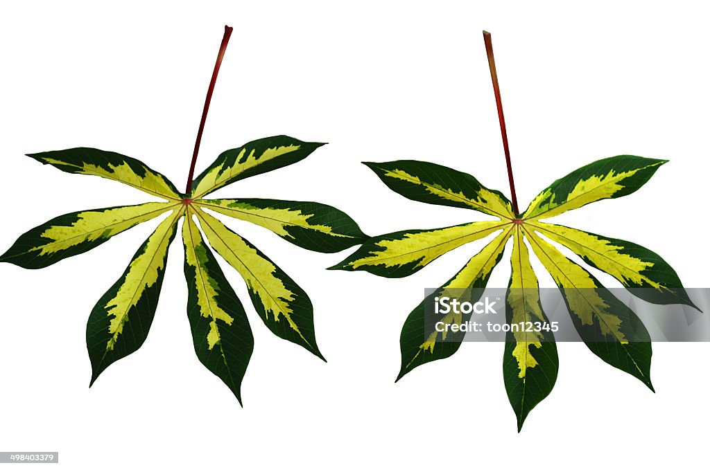두 카사바 잎 - 로열티 프리 0명 스톡 사진