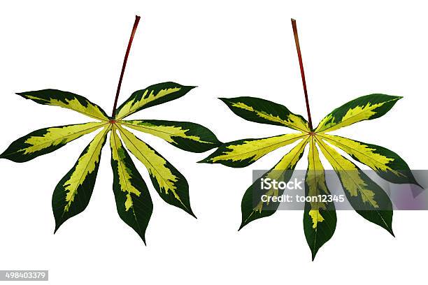 두 카사바 잎 0명에 대한 스톡 사진 및 기타 이미지 - 0명, 껍질, 농장