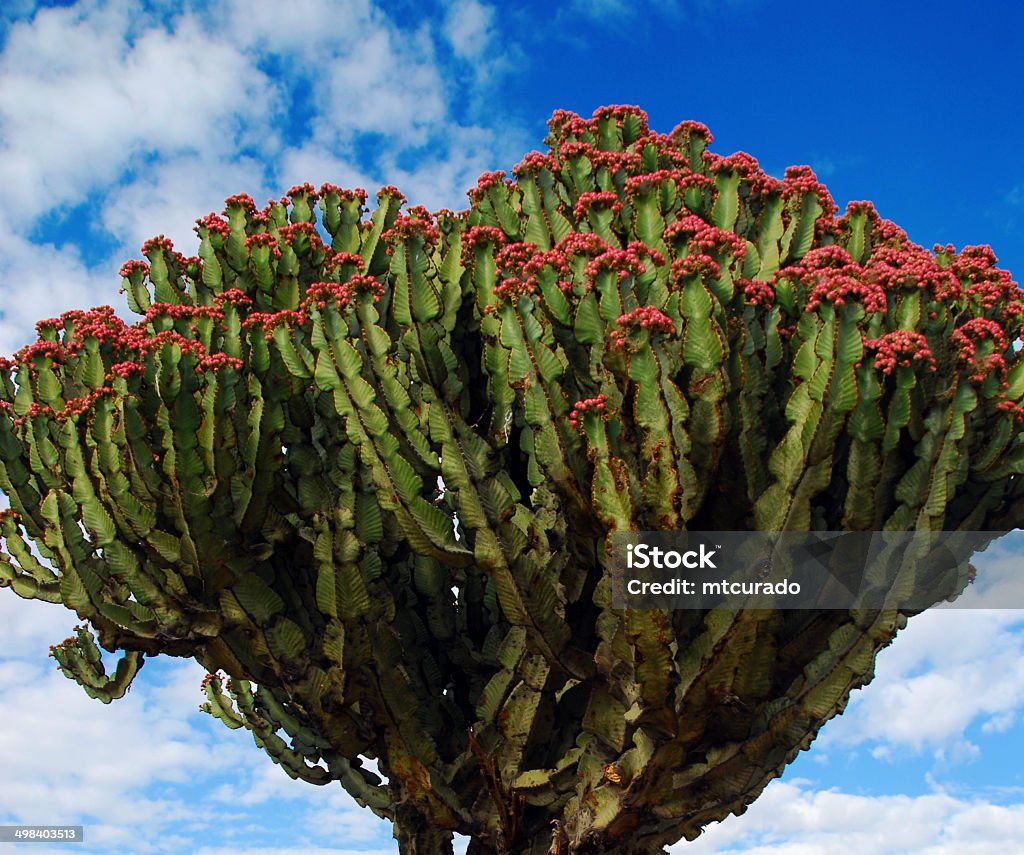 Euphorbia candelabrum tree with fruits Euphorbia candelabrum with fruits - a succulent species of plant in the Euphorbiaceae family, known in Amharic as qwolqwal - photo by M.Torres Euphorbia Candelabrum Stock Photo