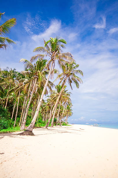 istock Coconut palms on idyllic white sand beach 498403651