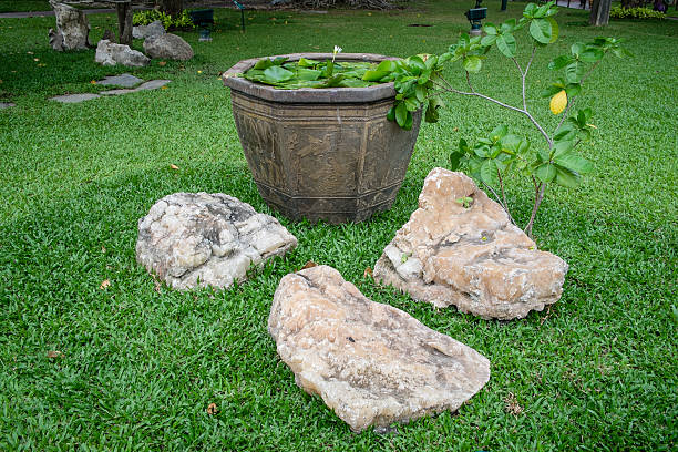 Lotus Pot in the garden