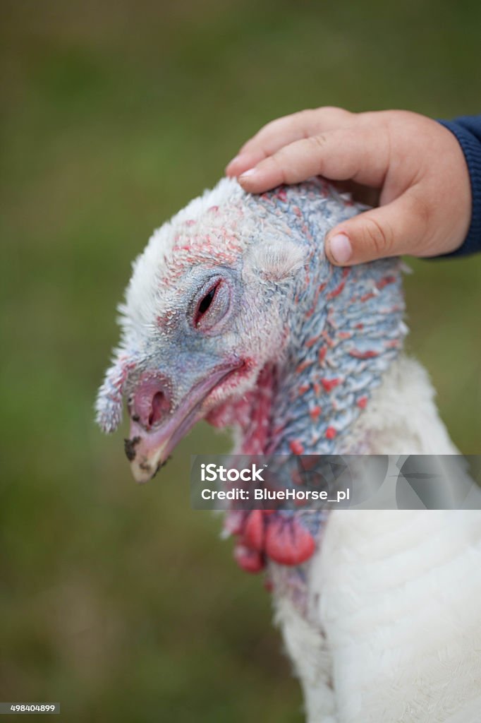 Child and turkey Turkey - Bird Stock Photo