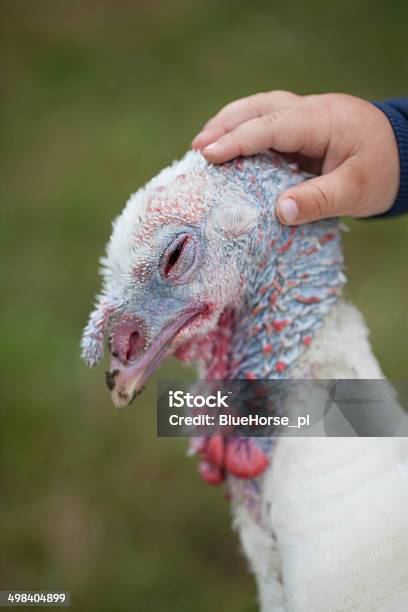 Child And Turkey Stock Photo - Download Image Now - Turkey - Bird, Turkey Meat, Türkiye - Country