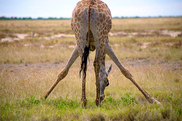 istock Giraffe in Etosha standing on the flat pan 498406802
