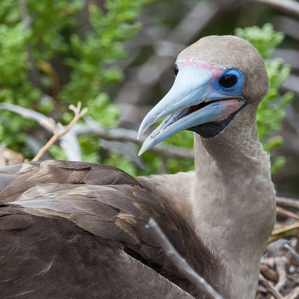 istock Head of Red-Footed booby 498407188
