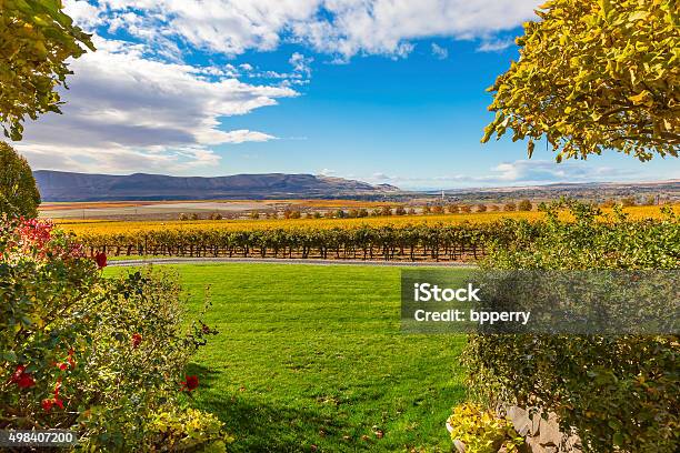 Yellow Vines Grapes Fall Vineyards Red Mountain Benton City Washington Stock Photo - Download Image Now