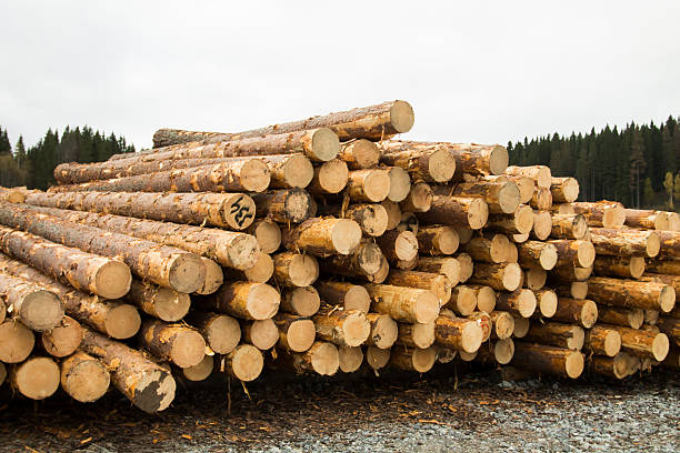 istock Logs in the Sawmill 498408360
