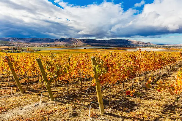 Orange Leaves Vines Rows Grapes Wine Colorful Fields Autumn Red Mountain Benton City Washington