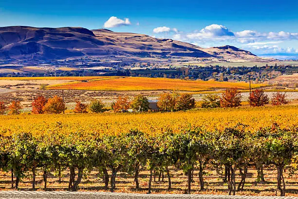 Yellow Leaves Vines Rows Grapes Wine Autumn Red Mountain Benton City Washington