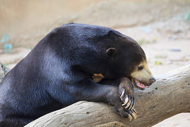 istock Malayan Sun Bear or Honey Bear, science names 