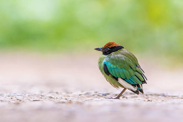 pitta con cappuccio: uccello in thailandia - hooded pitta foto e immagini stock