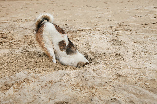 istock shame of dog 498410462