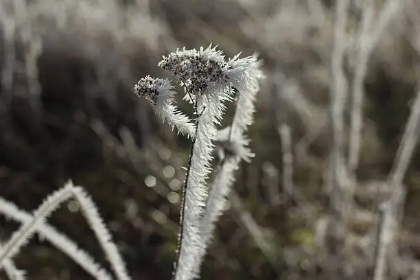 The stem and flower dry grass covered with frost with a beautiful and unique design.