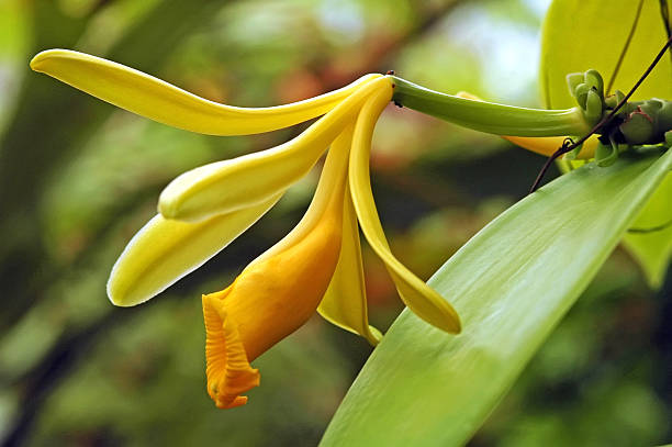 Vanilla orchid, Vanilla planifolia Vanilla orchid, Vanilla planifolia vanilla orchid stock pictures, royalty-free photos & images