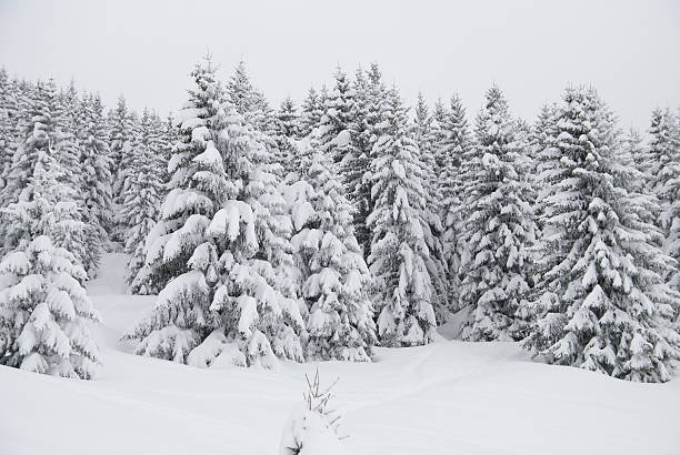istock Winter Landscape with Snow and Trees 498421510